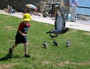 29th Aug 2010 - Beware Pigeon Boy!