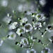 Baby's Breath by jayberg