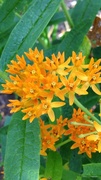 1st Aug 2013 - butterfly weed