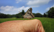 1st Aug 2013 - A butterfly in the hand