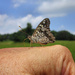 A butterfly in the hand by cjwhite