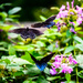 Flight of the butterflies by kathyladley