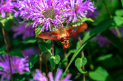 1st Aug 2013 - Humingbird Moth
