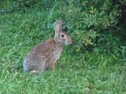 31st Jul 2013 - Bunny