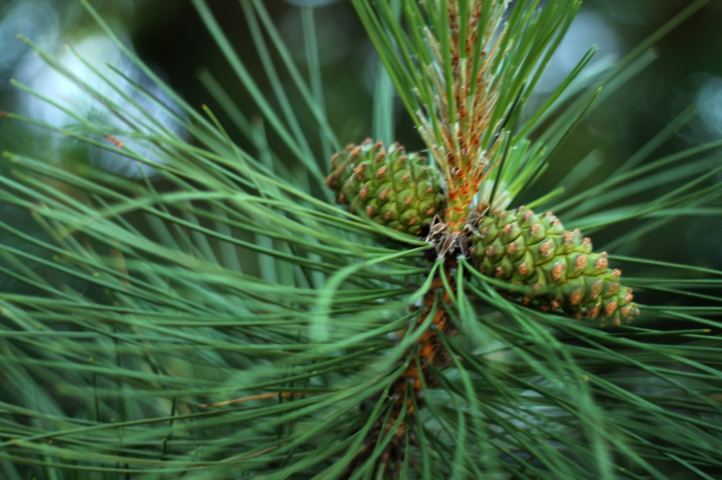 Minnesota pine cones by judyc57