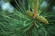 25th Jul 2013 - Minnesota pine cones