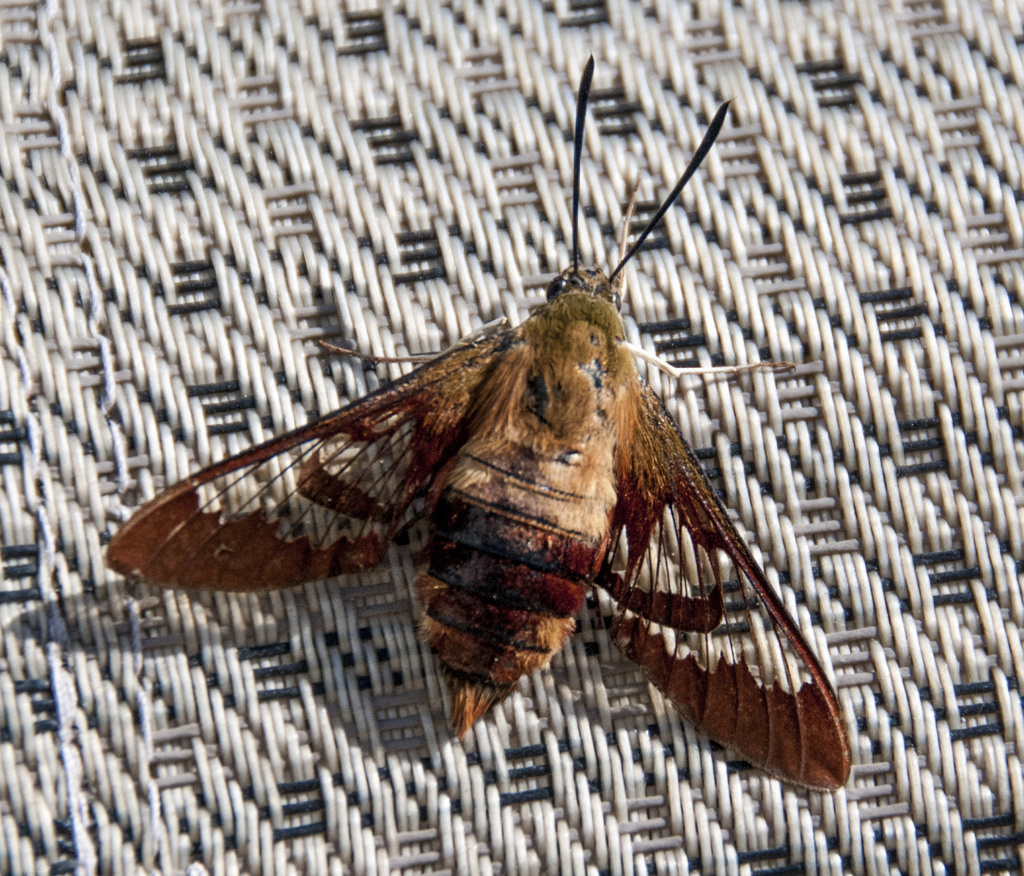 Moth by dakotakid35