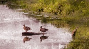 1st Aug 2013 - Two Ducks On A Rock