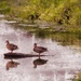 Two Ducks On A Rock by digitalrn