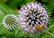 1st Aug 2013 - The Bee and the Sea Holly