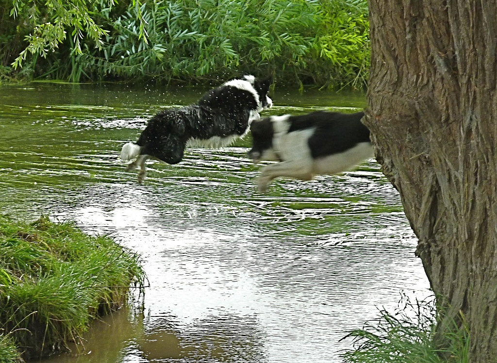 Flying Collies by helenmoss
