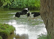 30th Aug 2010 - Flying Collies