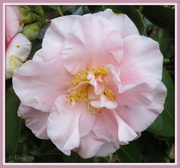 1st Aug 2013 - Camellia 'Laurie Bray'