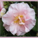 Camellia 'Laurie Bray' by kiwiflora
