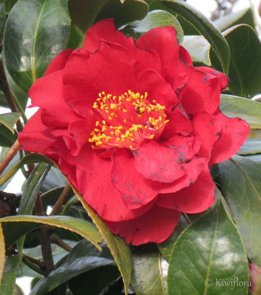 Camellia 'San Dimas' by kiwiflora