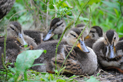 2nd Aug 2013 - Half Dozen Quackers