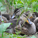 Half Dozen Quackers by alophoto
