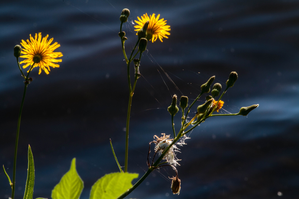 Greeting the Morning Light by tosee