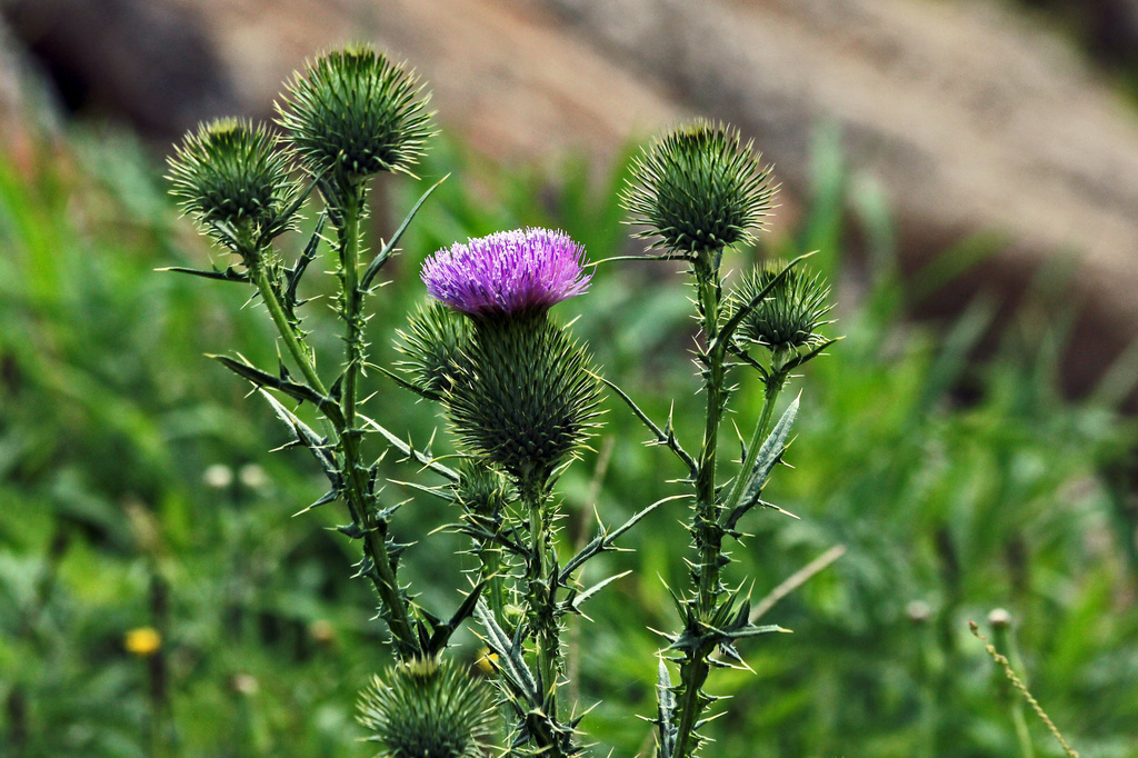 Soft on Top - Prickly Below by milaniet