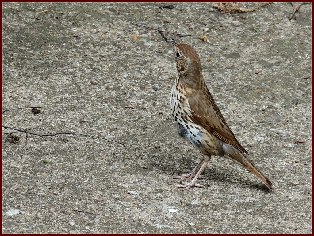 Our friendly thrush by rosiekind