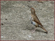 2nd Aug 2013 - Our friendly thrush