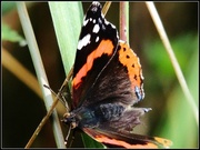 2nd Aug 2013 - Red Admiral
