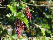2nd Aug 2013 - Leycesteria--more commonly known as Himalayanhoneysuckle or Pheasant berry !