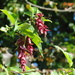 Leycesteria--more commonly known as Himalayanhoneysuckle or Pheasant berry ! by beryl
