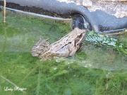 2nd Aug 2013 - A Croaky Pond Visitor.