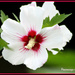 Rose of Sharon (red on white) by vernabeth
