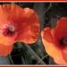 Poppies by busylady