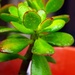 (Day 170) - More Succulent by cjphoto