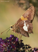 2nd Aug 2013 - Silver-spotted skipper