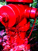 2nd Aug 2013 - hydrant