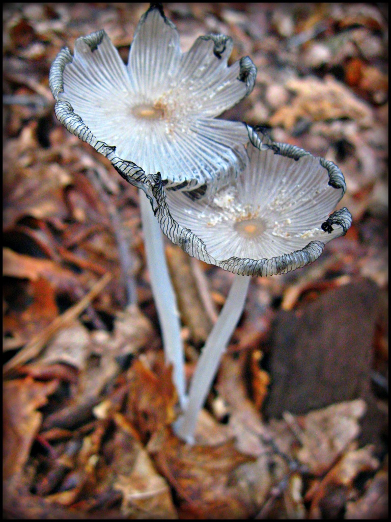 White Mushroom by olivetreeann