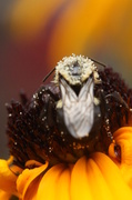 3rd Aug 2013 - Sparkling Pollen