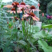 Echinacea by lellie