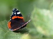 2nd Aug 2013 - Red Admiral - 02-8