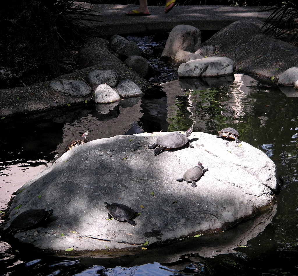 Turtle Rock by pasadenarose