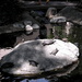 Turtle Rock by pasadenarose
