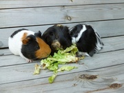 29th Jul 2013 -  The Three Little (Guinea) Pigs