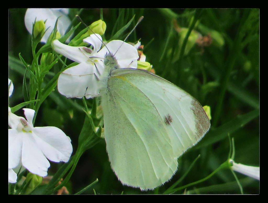 Only a Cabbage White by craftymeg