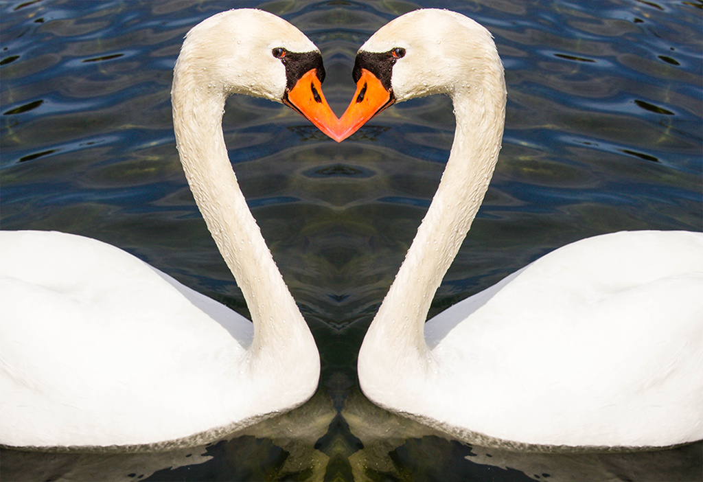 Love Swans by cdonohoue