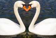 3rd Aug 2013 - Love Swans