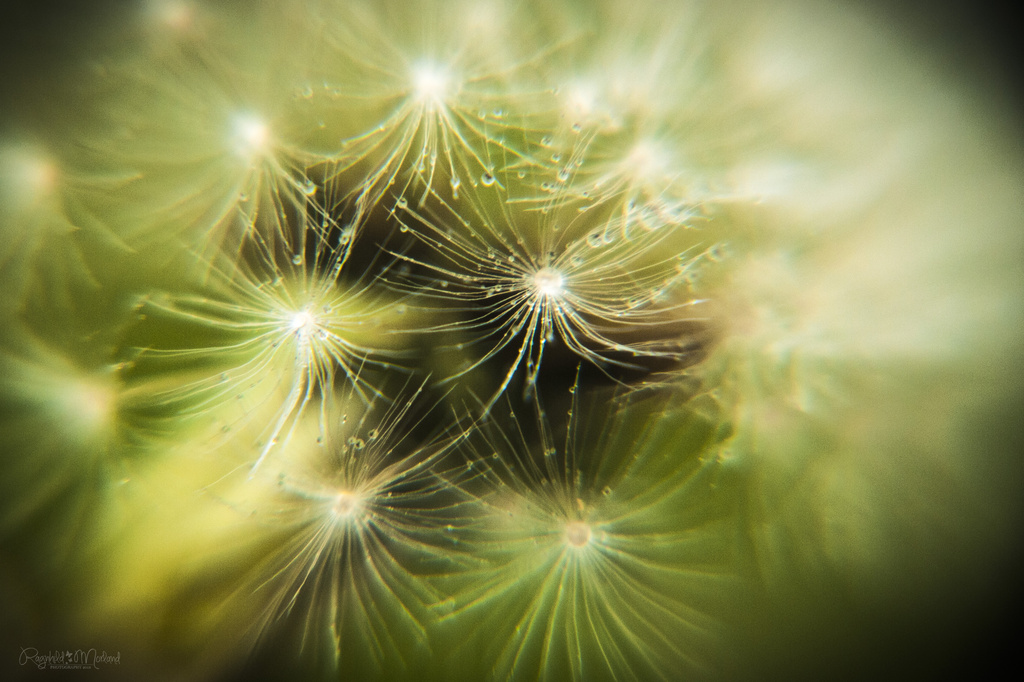 Drops of a Dandelion by ragnhildmorland