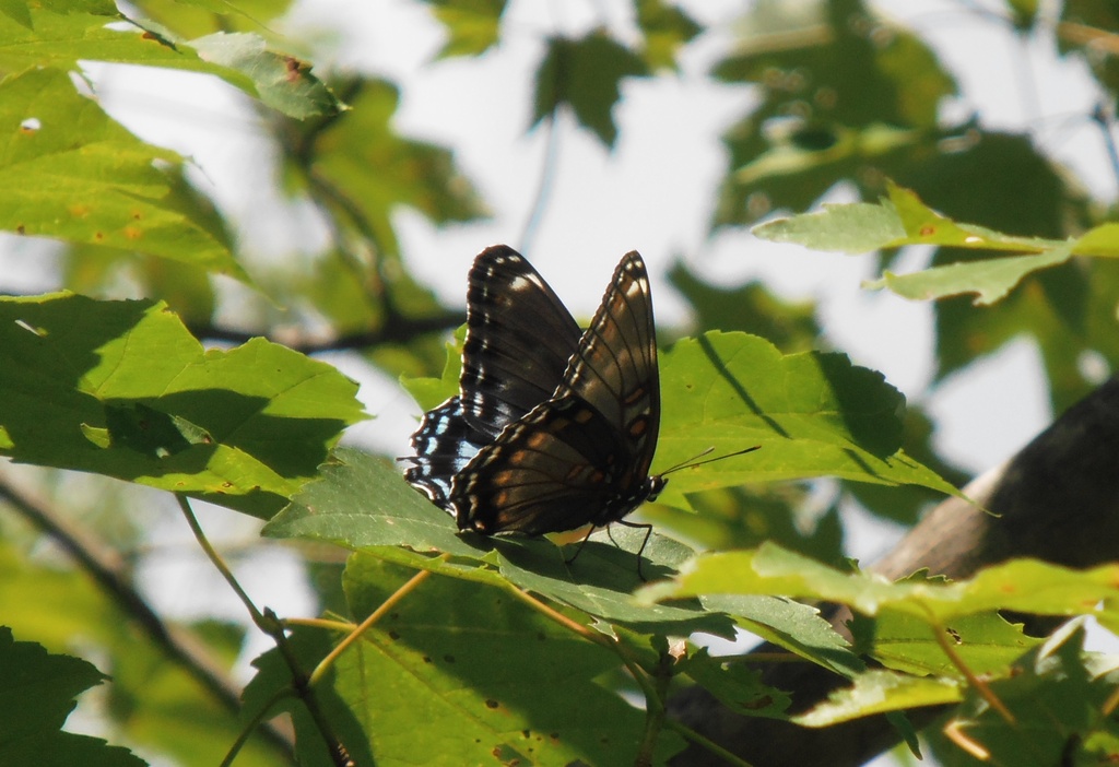 Butterfly in a Tree by julie