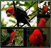 2nd Aug 2013 - Mr King Parrot