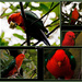 Mr King Parrot by annied