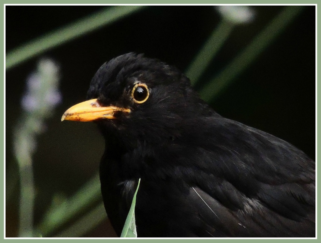 Mr Blackbird by rosiekind