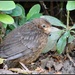 Baby blackbird by rosiekind